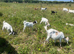 Goats for sale