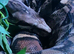 male boa and 5ft bioactive setup
