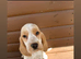 Beaglier puppies 3 LEFT