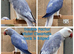 Breeding & pet Mutation Indian Ringneck Parrots