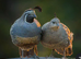 California Quails