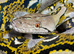 Reticulated python female