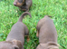Miniature dachshund pups kc reg