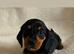 Dachshund Puppies