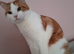 Male cat
