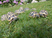 Hermann's tortoises T.h.b. 2yrs old.