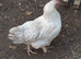 French Silver Lavender Marans Pair Cock and Hen Chicken