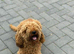 Beautiful red cavapoos