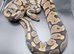 Breeding pair hypo project