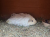 Long haired female