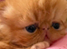 Registered Pedigree persian kittens