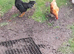 Black leghorn x warren