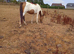 Dun&white  filly
