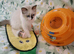 Active kittens of Champion Status dad