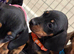 Dachshund puppies READY NOW