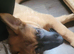 6 month old Belgian Malinois