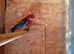 Rosella's for sale