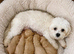 Beautiful Matlipoo puppies available from health tested parents