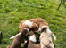 Red / White + Red Merle Border Collie puppies