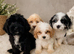 F1B ShowLine cockapoo