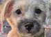 Yorkshire terrier x shiuz