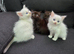 Ragdoll x Maine Coon kittens