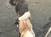 Proven American Akita stud