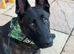 Beautiful Dutch shepherd