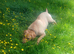 Chunky lovely labrador girl looking for new home