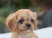 Health tested Cavapoos