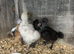 Chicks