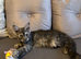 Pure Bred Maine Coon Kittens