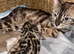 Two Gorgeous Luxurious Bengals