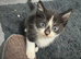 8 week old mixed tabby/domestic kittens