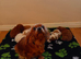 Cavapoo pups for sale