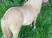 Stunning Red Dun Shetland Mare