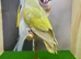 Grey split love bird