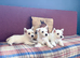 West Highland White terriers