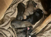 8 Belgian malinois cross whippet puppies for sale