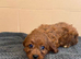 Beautiful Cavapoo Puppies