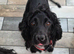 Only 2 Left... Absolutely Stunning F1 Cockerpoo Girl Puppies Ready Now!