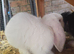 White pedigree french lop
