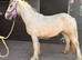 Heavy yearling filly