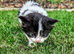 Georgous Kittens Looking For A New Home