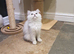 Beautiful Pedigree Chinchilla Persian Kittens.
