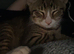 2 beautiful kittens