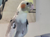 Cockatiel chicks