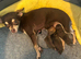 Chihuahua puppy Ready Now