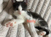 Last 4 Female Kittens Looking for Their Forever Homes
