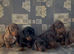Ready to leave dachshund puppies
